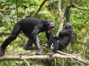 Współpraca, a nie konflikt, jest naszą decydującą cechą gatunkową – dla szympansów jest odwrotnie.